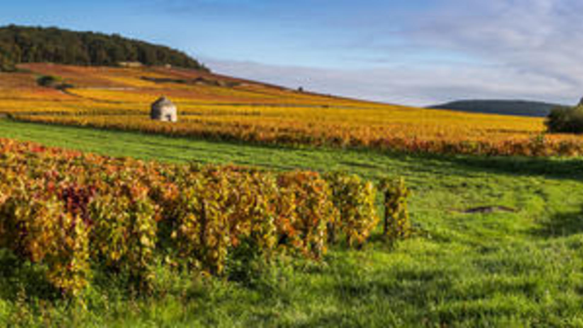 Vignes en Bourgogne