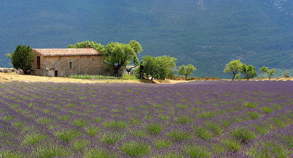 Paysage provence