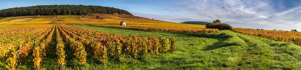 Vignes en Bourgogne © Elonore H - Fotolia Vignes en Bourgogne © Elonore H - Fotolia